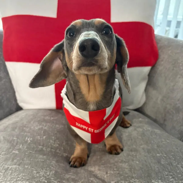 Pet Bandanas