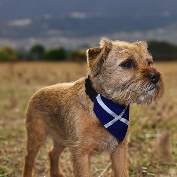 Scottish Saltire - Dog Bandana - 4 Sizes