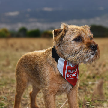 Lincoln 1997 Home Shirt - Personalised Pet Bandana - 4 Sizes