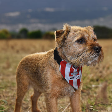 Lincoln 1999 Home Shirt - Personalised Pet Bandana - 4 Sizes