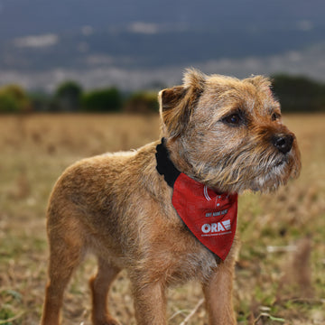 Barnsley 1996 Home Shirt - Personalised Pet Bandana - 4 Sizes
