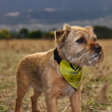 Oxford 1985 Home Shirt - Personalised Pet Bandana - 4 Sizes