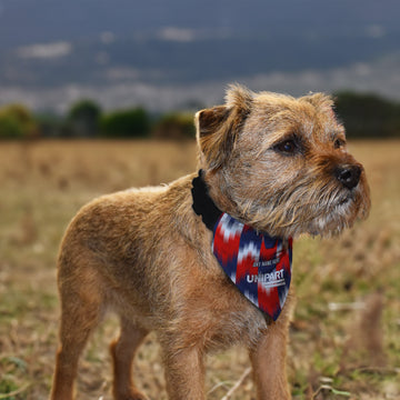 Oxford 1993 Away Shirt - Personalised Pet Bandana - 4 Sizes