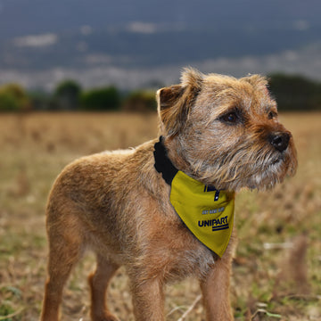 Oxford 1995 Home Shirt - Personalised Pet Bandana - 4 Sizes