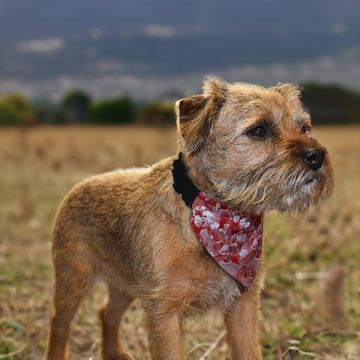 Manchester Red Montage - Dog Bandana - 4 Sizes