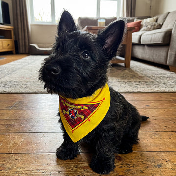 Scotland The Brave - Dog Bandana - 4 Sizes